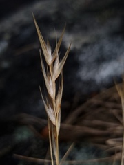 Rytidosperma setifolium