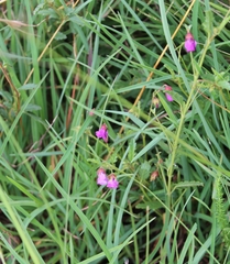 Hermannia coccocarpa