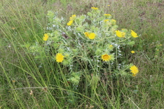 Berkheya onopordifolia onopordifolia
