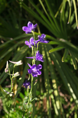 Delphinium pentagynum