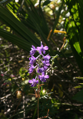 Delphinium pentagynum