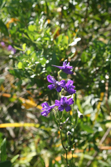 Delphinium pentagynum