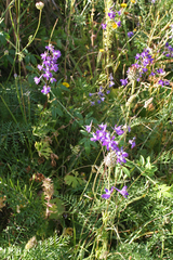 Delphinium pentagynum