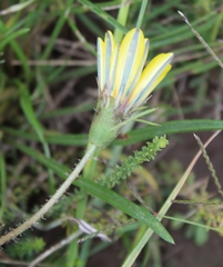 Gazania linearis linearis