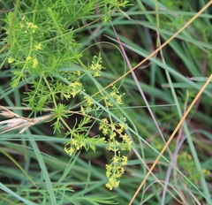 Galium capense