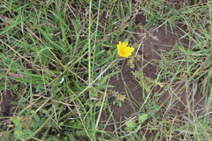 Gazania linearis linearis