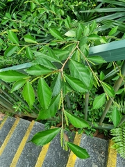Acalypha siamensis