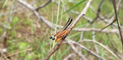 Macrotona mjobergi