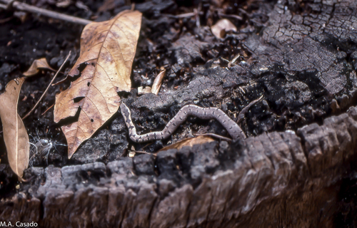 Mopane Snake