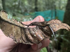 Anolis humilis