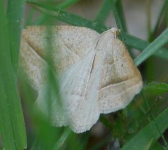 Petrophora chlorosata