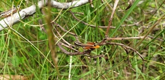 Macrotona mjobergi