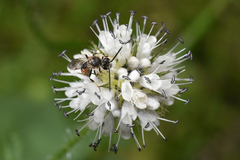 Hymenoptera