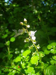 Plectranthus lucidus