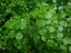 Plectranthus lucidus