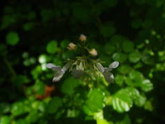 Plectranthus lucidus