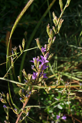 Campanula rapunculus