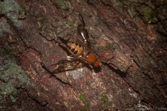 Austrorioxa acidiomorpha