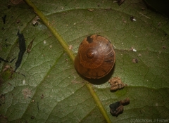 Nitor subrugatus