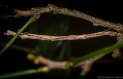 Candovia strumosa