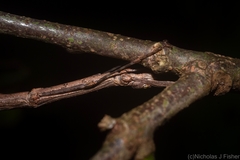 Candovia strumosa