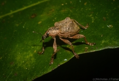 Eurychirus bituberculatus