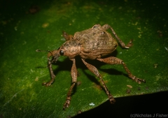 Eurychirus bituberculatus