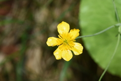 Ranunculus thora