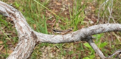 Macrotona mjobergi