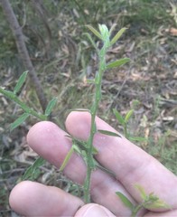 Bossiaea stephensonii