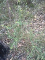 Bossiaea stephensonii