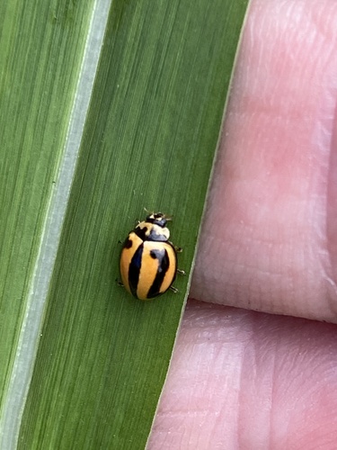 Striped Ladybird photo 3