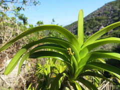 Vanda hindsii