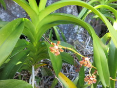 Vanda hindsii