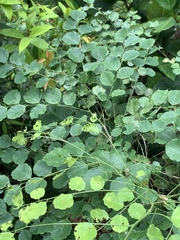 Dalbergia latifolia