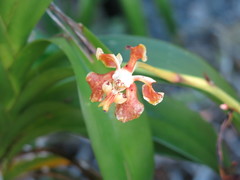 Vanda hindsii