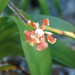 Cape York Vanda - Photo (c) sworboys, some rights reserved (CC BY-NC), uploaded by sworboys