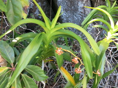 Vanda hindsii