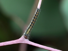 Pinara metaphaea