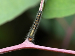Pinara metaphaea