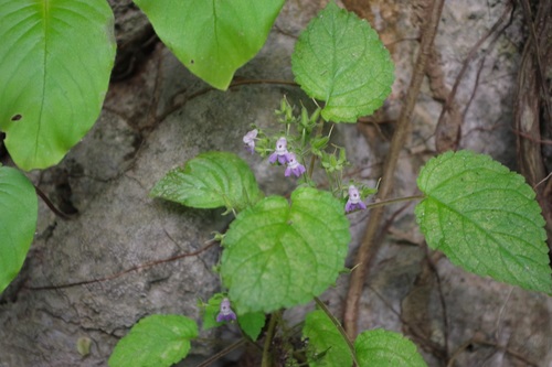 Ornithoboea flexuosa