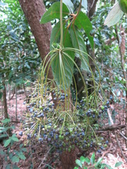 Mackinlaya confusa