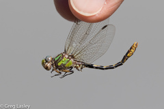 Ophiogomphus incurvatus