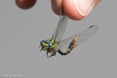Ophiogomphus incurvatus