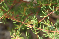 Gompholobium virgatum