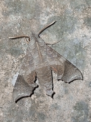 Temnora crenulata