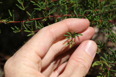 Gompholobium virgatum