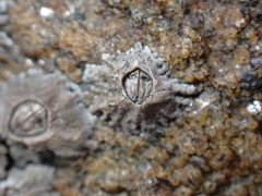 Chthamalus montagui