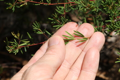 Gompholobium virgatum