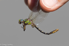 Ophiogomphus incurvatus